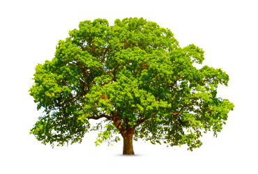 Tree Carbon Footprint